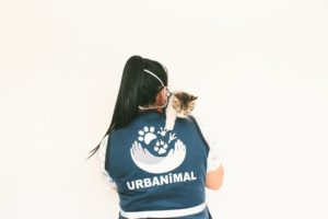 Día del gato