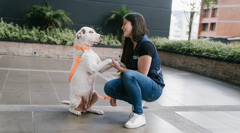 Obligaciones y prohibiciones de tutores con sus animales de compañía – Quito Informa