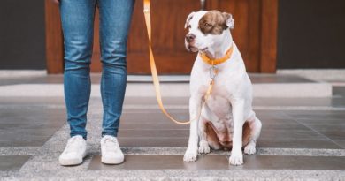 Paseos de calidad para tu perrito