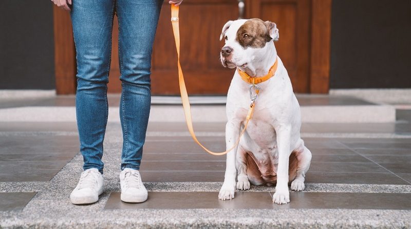 Paseos de calidad para tu perrito