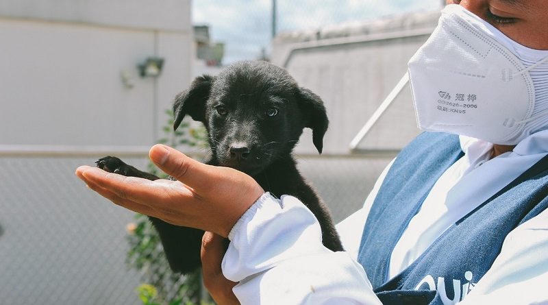 Recomendaciones para recibir animales de compañía