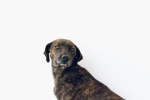 Séptimo folleto de adopciones