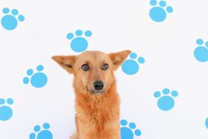 Adopciones responsables