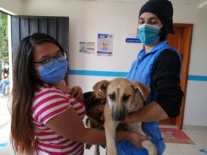 Esterilización de animales
