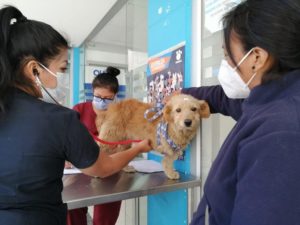 Esterilización de animales