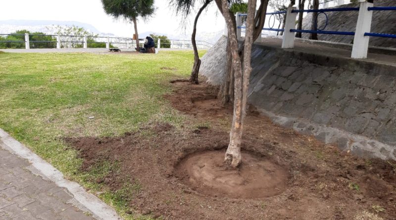 Los alcorques permiten el óptimo crecimiento de los árboles – Quito Informa