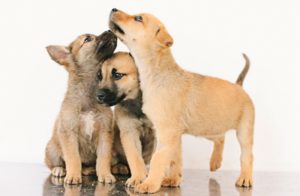 Recomendaciones para adopciones
