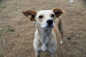 Ventajas animales de compañía