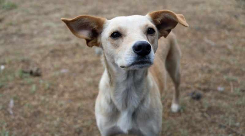 Ventajas animales de compañía