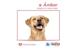 Adopción responsable