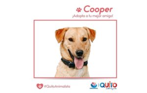 Adopción responsable