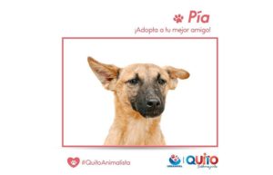 Adopción responsable