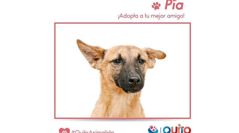 Adopción responsable