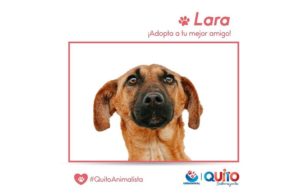 Adopción responsable