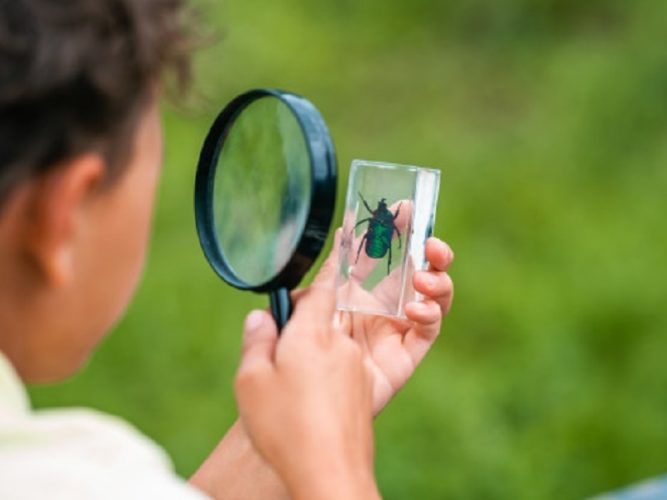 Taller Qué Es Un Insecto (4) – Quito Informa