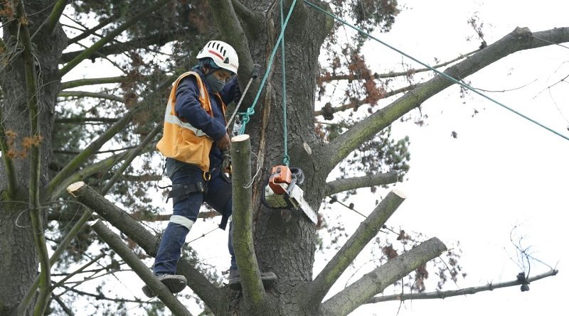 La poda antitécnica puede dañar los árboles – Quito Informa