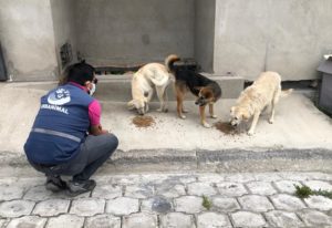 Alimentación animales vulnerables