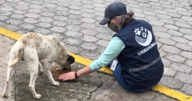 Alimentación animales vulnerables