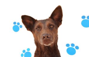 Adopciones animales de compañía