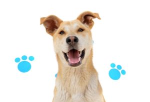 Adopciones animales de compañía