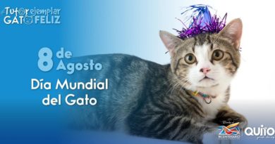 Día mundial del gato