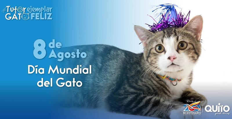 Día mundial del gato