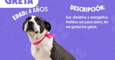 Adopciones Quito