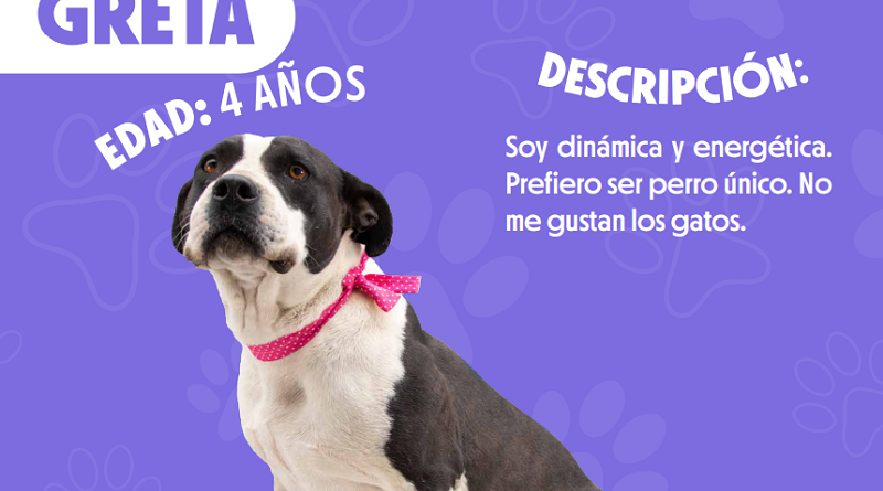 Adopciones Quito
