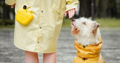 Cuidado de animales de compañía en invierno