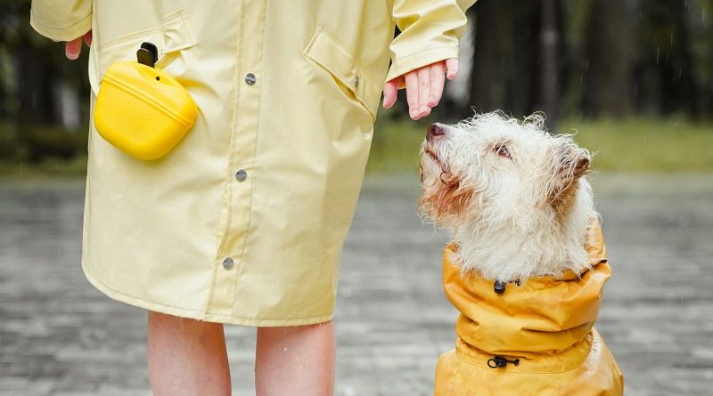 Cuidado de animales de compañía en invierno