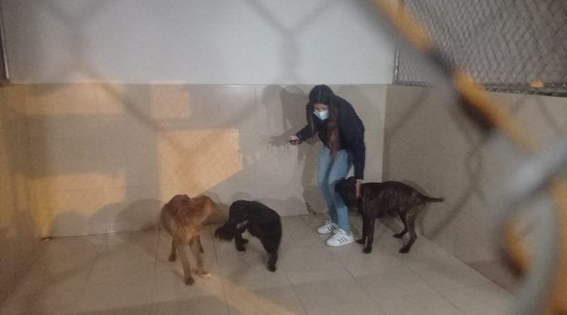 Tres canes rescatados en Carapungo
