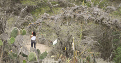 Bosque seco de Jalunguilla es declarado como Santuario de vida Silvestre