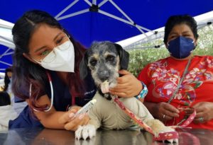 Esterilización y desparasitación DMQ