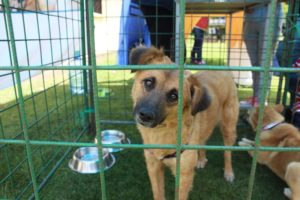 Adopciones La Armenia