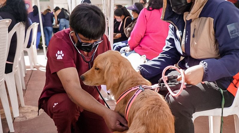 Covid en animales de compañía