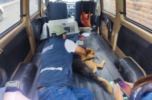 Perro rescatado al sur de Quito