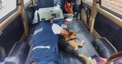 Perro rescatado al sur de Quito