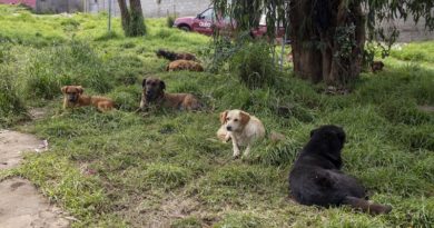 Animales en condisión de calle Cavrat Sur