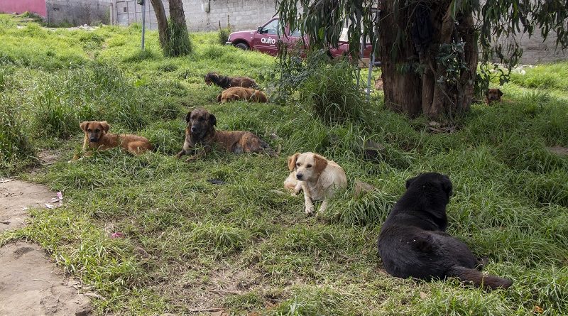 Animales en condisión de calle Cavrat Sur