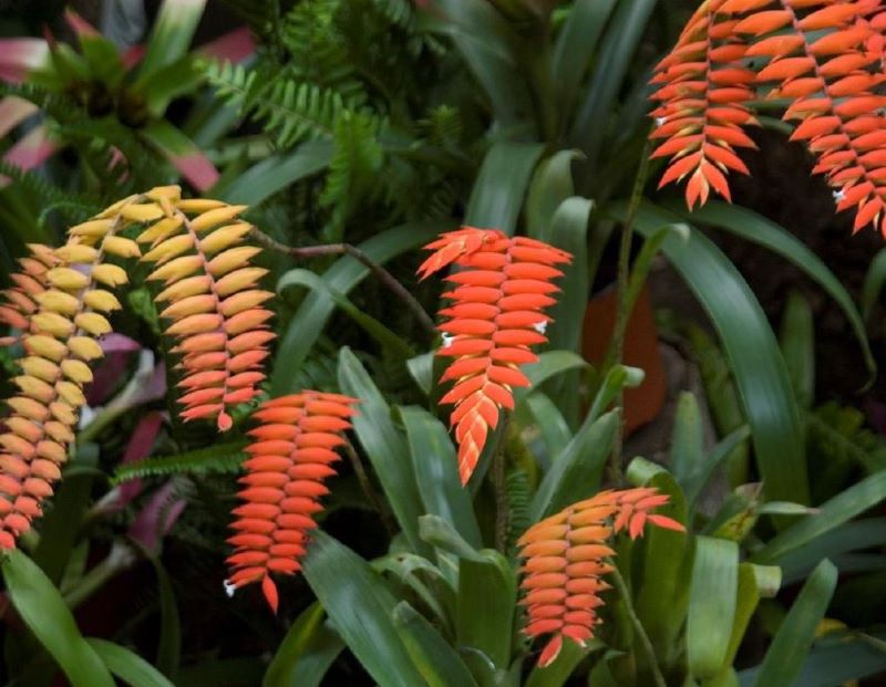 Las bromelias se suman a las especies emblemáticas del Distrito – Quito  Informa