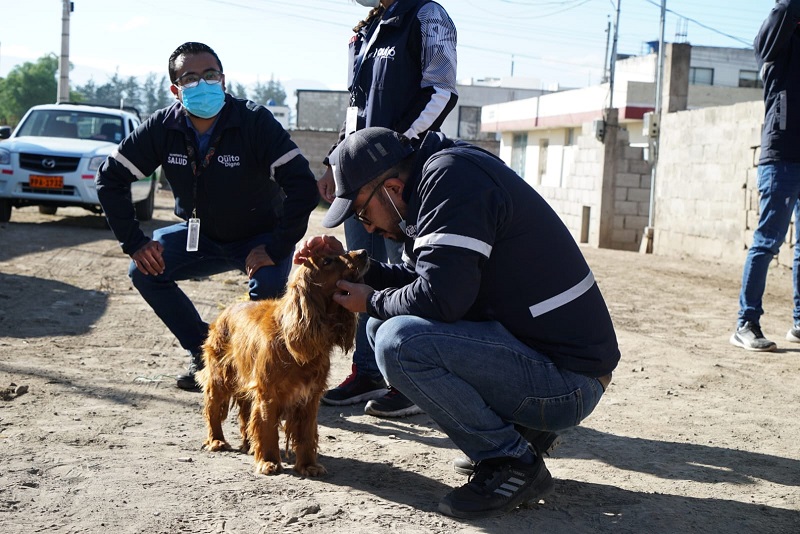 Rocco Móvil Traslado para mascotas, la solución para los animalitos lisiados