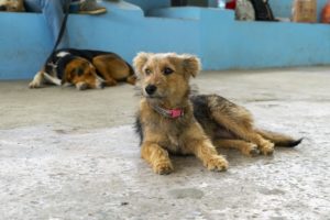 UBA atiende a perros callejeros