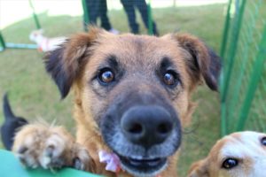 I Feria de Bienestar Animal ‘Adopta – Cuida – Esteriliza’ La Carolina