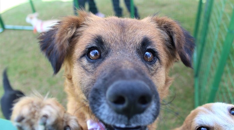 I Feria de Bienestar Animal ‘Adopta – Cuida – Esteriliza’ La Carolina