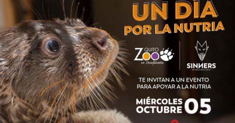 En el Zoológico de Quito se cuida a una nutria bebé – Quito Informa