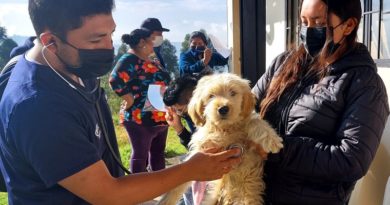 Campañas de esterilización evitaron más de 100 mil animales de compañía abandonados