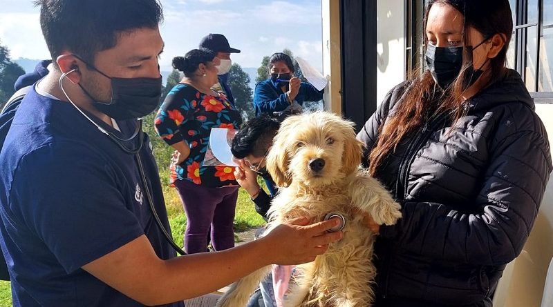 Campañas de esterilización evitaron más de 100 mil animales de compañía abandonados