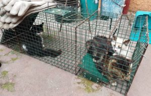 Tres felinos rescatados