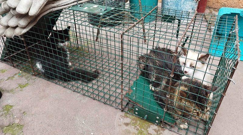 Tres felinos rescatados