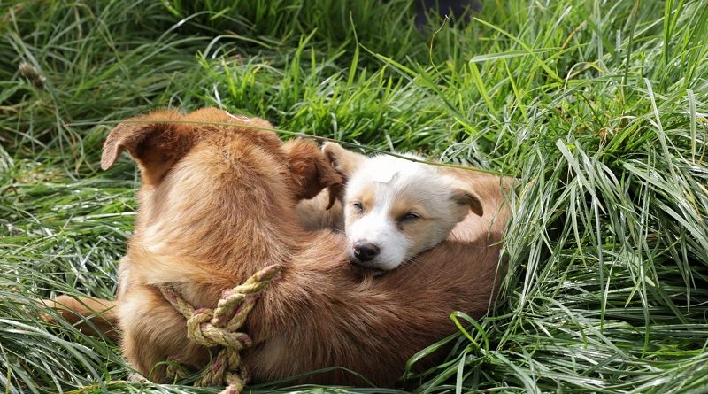 Esterilización El Tablón